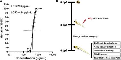 Eucommia ulmoides Olive Male Flower Extracts Ameliorate Alzheimer’s Disease-Like Pathology in Zebrafish via Regulating Autophagy, Acetylcholinesterase, and the Dopamine Transporter